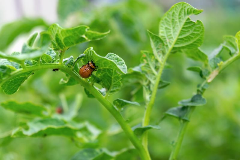 Beetle Removal in Katy, TX