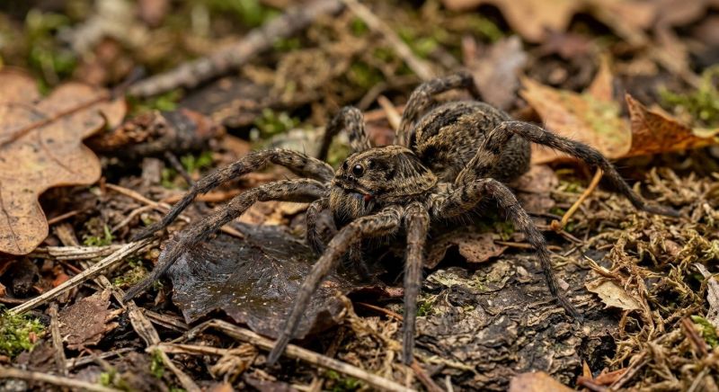 Wolf Spider Removal in New Braunfels, TX