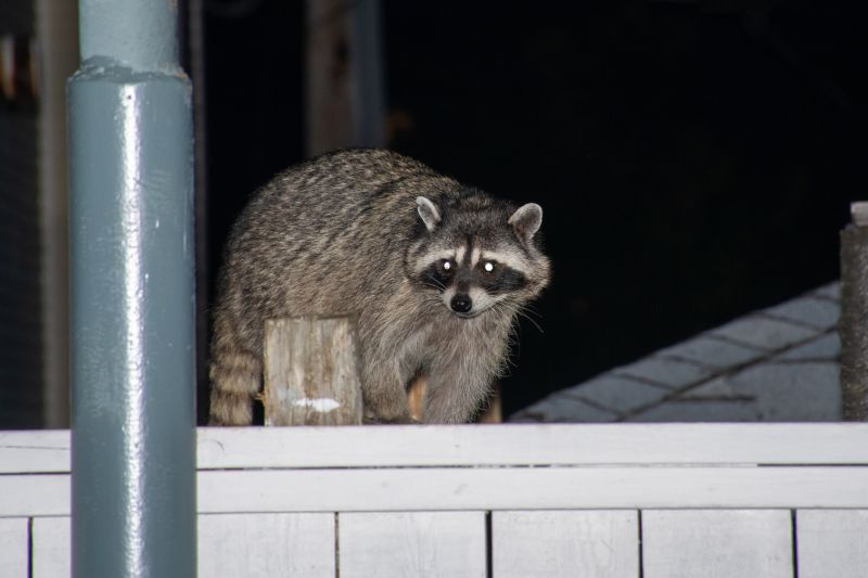 Raccoon Control