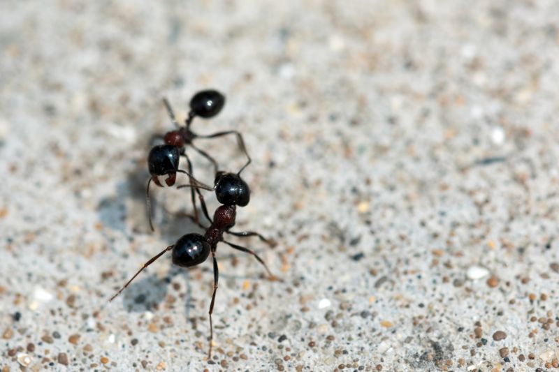 Ant Control Service in Rockwall, TX