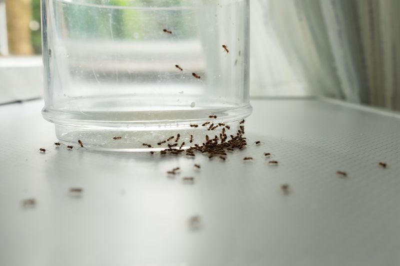 Ants Extermination Service in Rockwall, TX