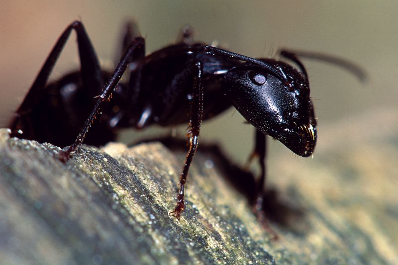 Black Ant Extermination in Mckinney, TX