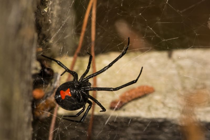 Black Widow Extermination in Mckinney, TX