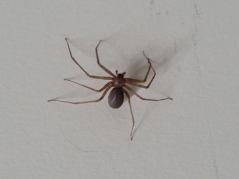 Brown Recluse Extermination in Frisco, TX
