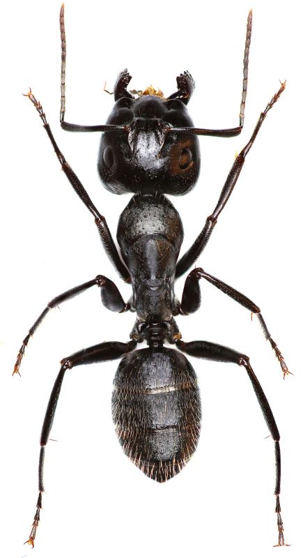 Carpenter Ant Extermination in New Braunfels, TX