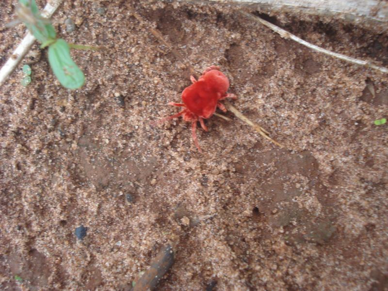 Chigger Extermination in Arlington, TX