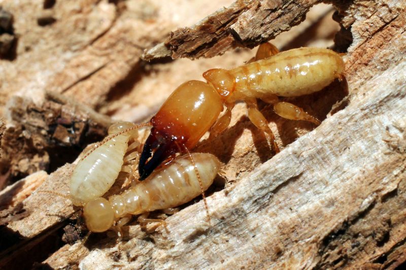 Commercial Termite Treatment in Frisco, TX