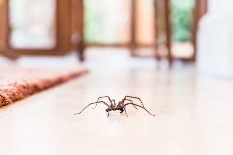 Common Spiders Extermination in New Braunfels, TX