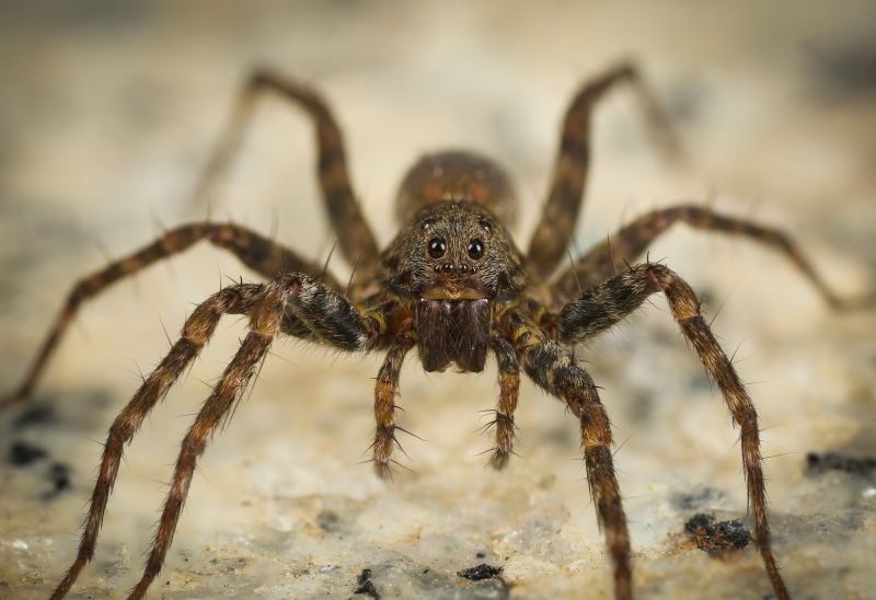Common Spiders Extermination in Mckinney, TX