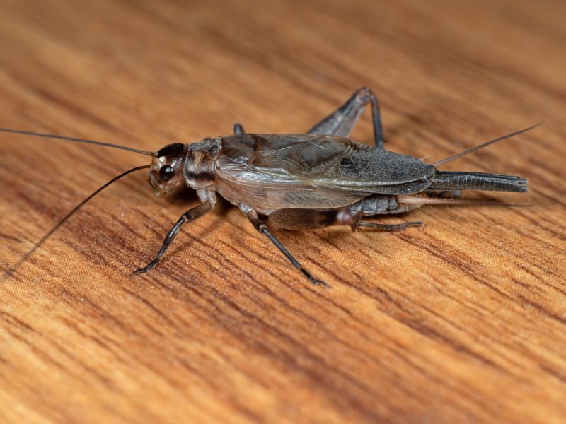 Cricket Control Service in Rockwall, TX