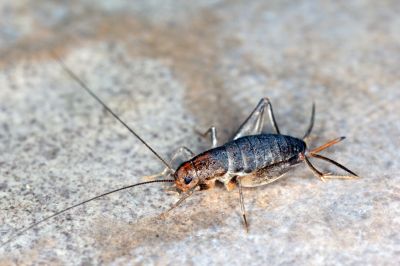 Cricket Prevention in Rockwall, TX