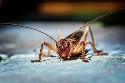 Cricket Prevention in Denton, TX