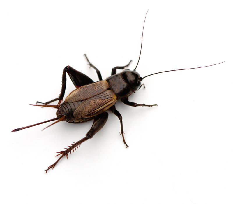 Cricket Prevention in Frisco, TX