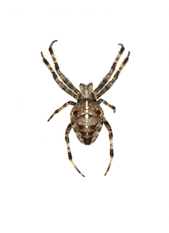 Cross Spider Extermination in Denton, TX