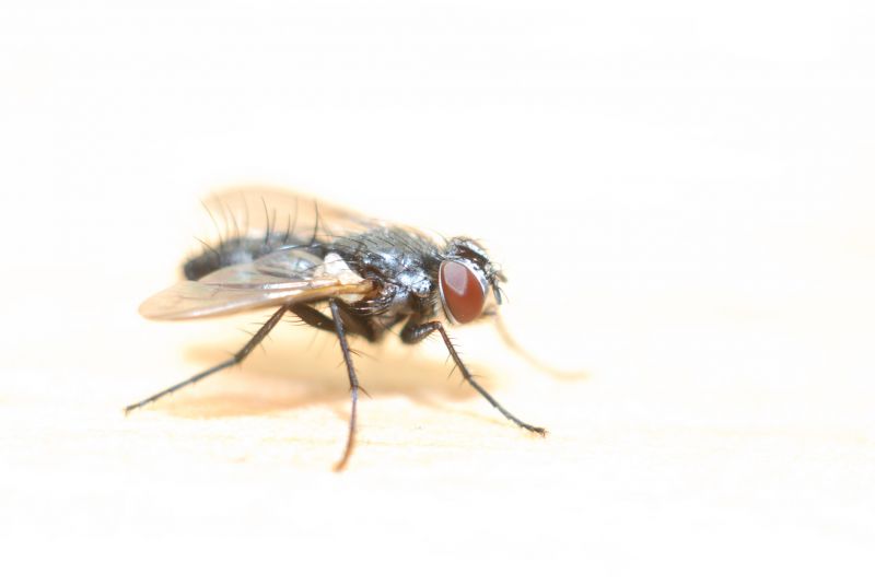Fly Infestation Extermination in Mckinney, TX