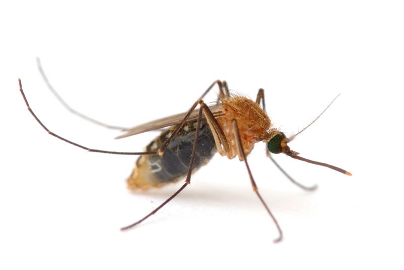 Fly Pest Control in Katy, TX
