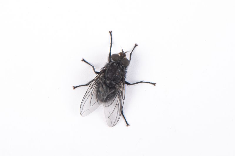 Fly Pest Control in Arlington, TX