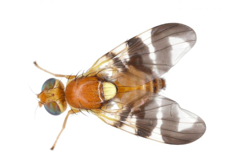 Fruit Fly Extermination in Arlington, TX