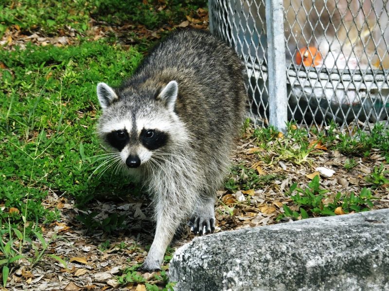 Raccoon Control detail