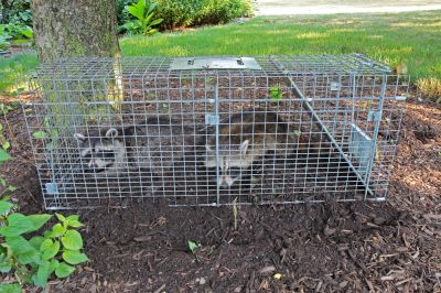 Raccoon Control detail