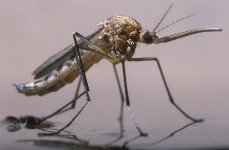 Mosquito Control Service in Rockwall, TX