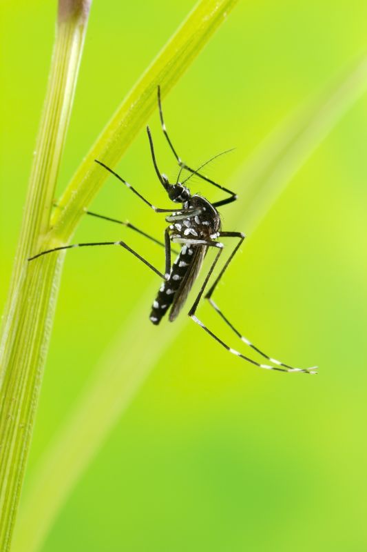 Mosquito Control Service in Mckinney, TX