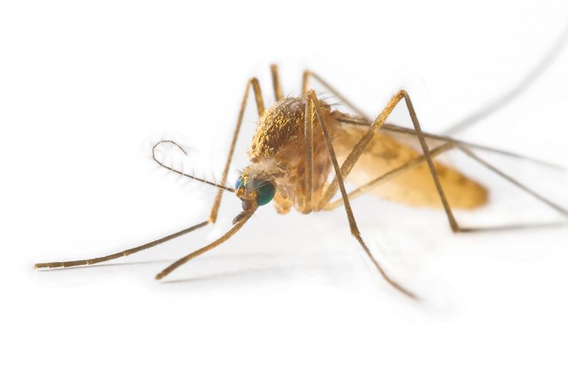 Mosquito Control Service in Denton, TX