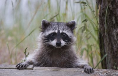 Raccoon Control