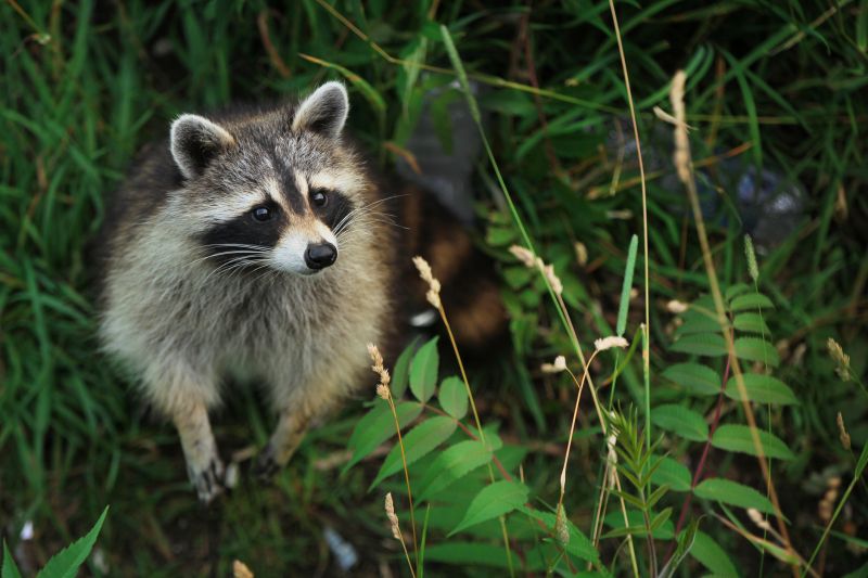 Seasonal Racoon Activity And When Removal Is Most Effective