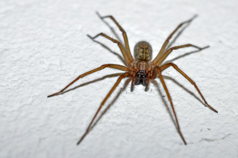 Spider Control Service in Mckinney, TX