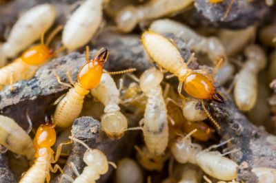 Termite Fumigation in Katy, TX
