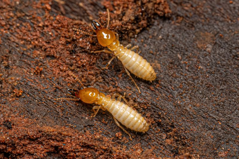 Termite Infestation Service in Frisco, TX