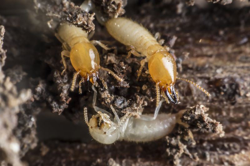 Termite Inspection Service in Frisco, TX
