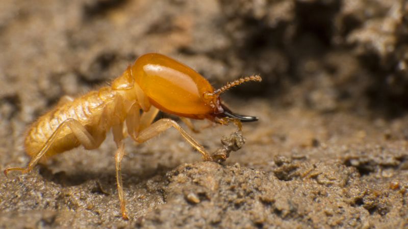 Termite Inspection Service in Katy, TX