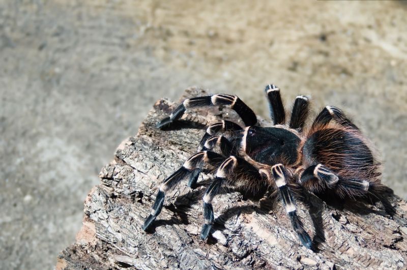Trapdoor Spider Extermination in Mckinney, TX
