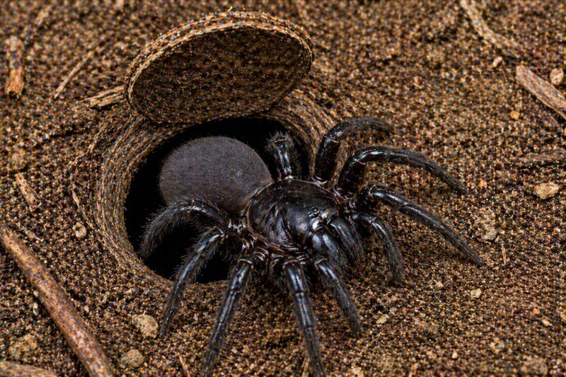 Trapdoor Spider Removal in Katy, TX