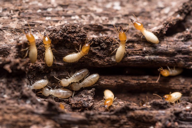 Winged Termite Extermination in Katy, TX