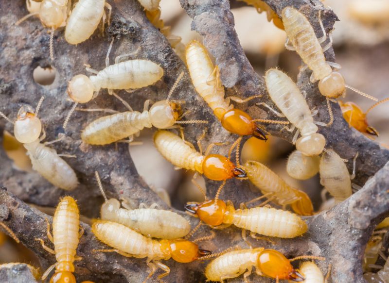 Winged Termite Extermination in Katy, TX