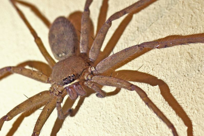 Wolf Spider Removal in Katy, TX