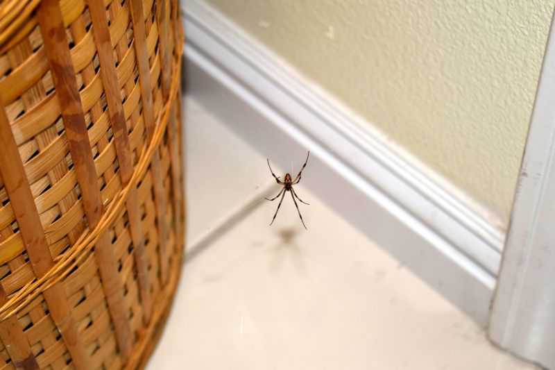 Wolf Spider Removal in Katy, TX