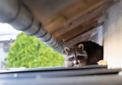 Remove Raccoons from Your Property!